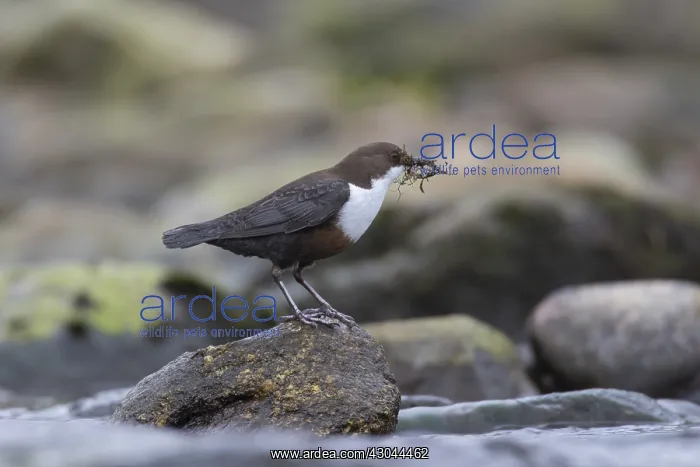 : Dipper, Water Ousel - adult bird with nesting : Dipper, Water Ousel - adult bird with nesting