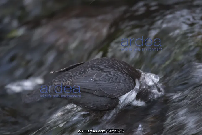 : Dipper, Water Ousel, Cinclus - adult bird diving - Germany : Dipper, Water Ousel, Cinclus - adult bird diving - Germany