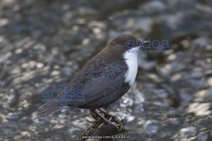 : Dipper, Water Ousel, Cinclus - adult bird - Germany : Dipper, Water Ousel, Cinclus - adult bird - Germany