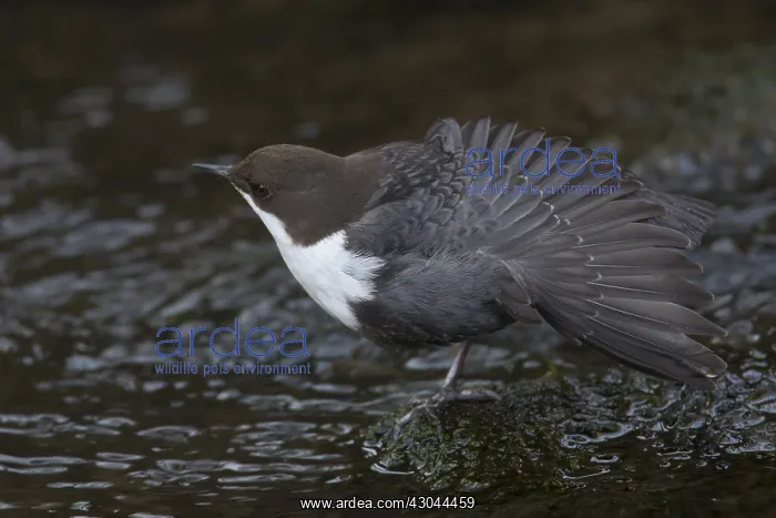 : Dipper, Water Ousel, Cinclus - adult bird streching : Dipper, Water Ousel, Cinclus - adult bird streching
