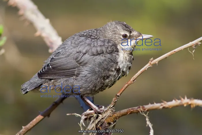 : Dipper young Arnoia River, Allariz, Galicia, Spain : Dipper young Arnoia River, Allariz, Galicia, Spain