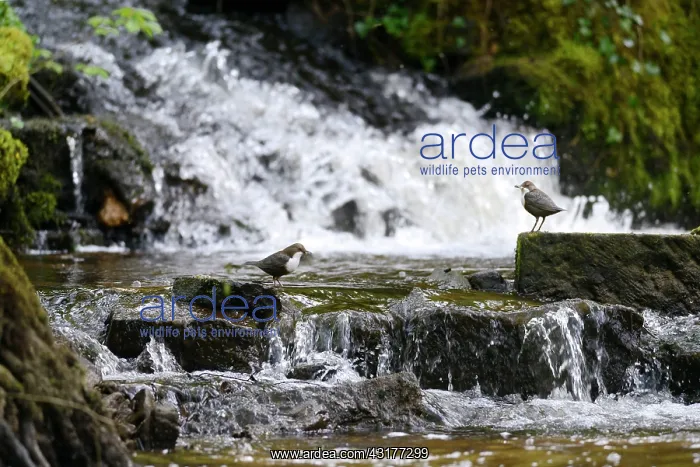  : Dippers (Cinclus cinclus) on rocks in front of a