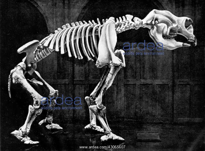 : Diprotodon, Cenozoic Mammal : Diprotodon, Cenozoic Mammal