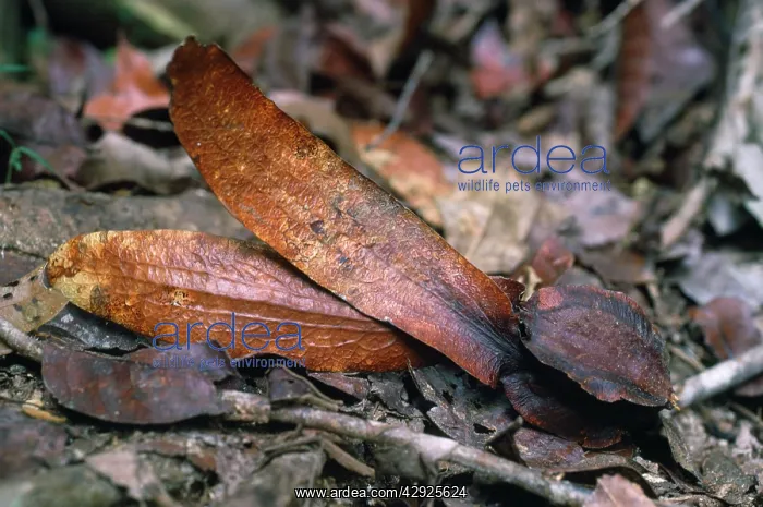 : Dipterocarp - fruit on forest. Orang-utan food : Dipterocarp - fruit on forest. Orang-utan food