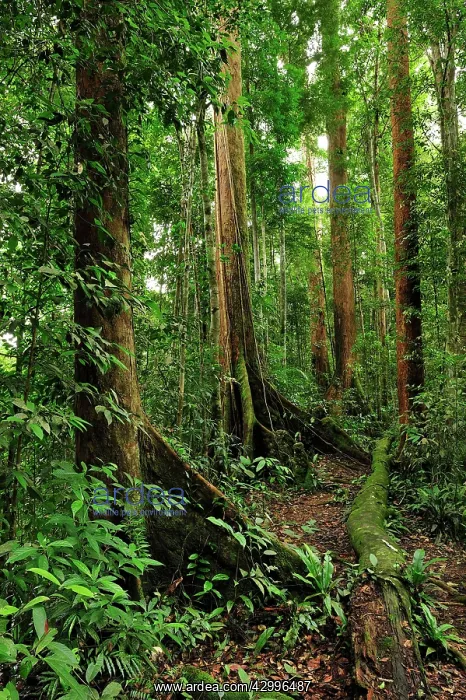 : Dipterocarp trees : Dipterocarp trees