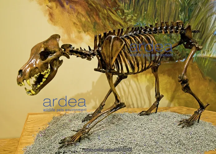 : Dire Wolf Fossil : Dire Wolf Fossil