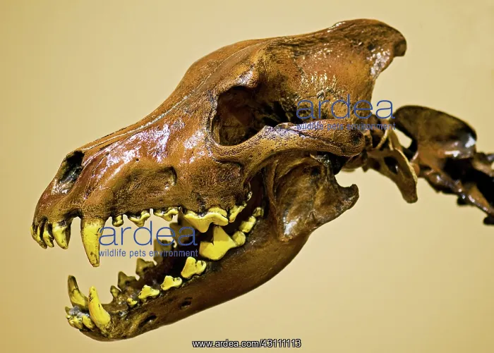 : Dire Wolf Skull Fossil : Dire Wolf Skull Fossil
