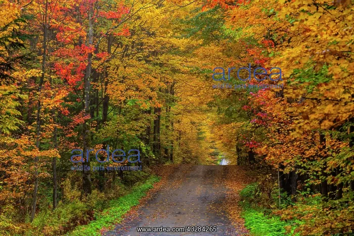 : Dirt road with colorful trees in autumn, Quebec : Dirt road with colorful trees in autumn, Quebec