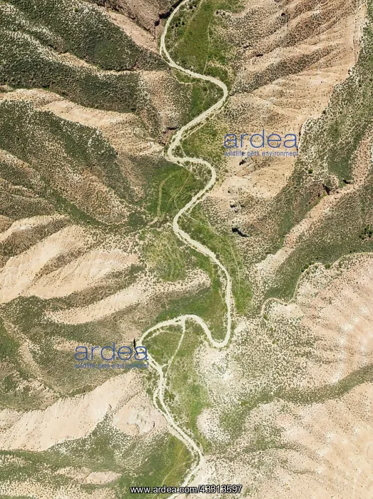 : Dirt road in the Gorafe Desert with green surroundings : Dirt road in the Gorafe Desert with green surroundings