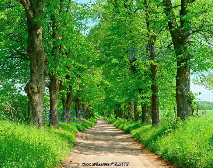 : Dirt road through linden avenue in spring, biosphere : Dirt road through linden avenue in spring, biosphere