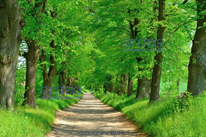  : Dirt road through linden avenue in spring, biosphere