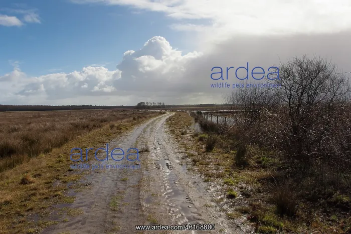 : Dirt track with rainclouds : Dirt track with rainclouds