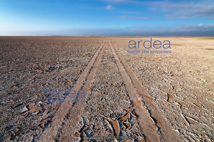 : Dirt track over the salt pans of Makgadikgadi, Kubu : Dirt track over the salt pans of Makgadikgadi, Kubu