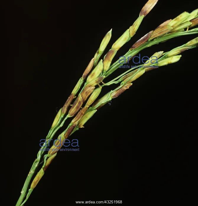  : Dirty Ear disease complex on Rice (Oryza sativa)