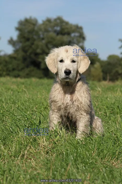 : Dirty Golden Retriever, puppy, 14 weeks old, sitting : Dirty Golden Retriever, puppy, 14 weeks old, sitting