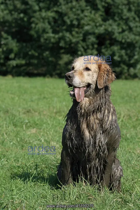  : Dirty, muddy Golden Retriever sitting on a field