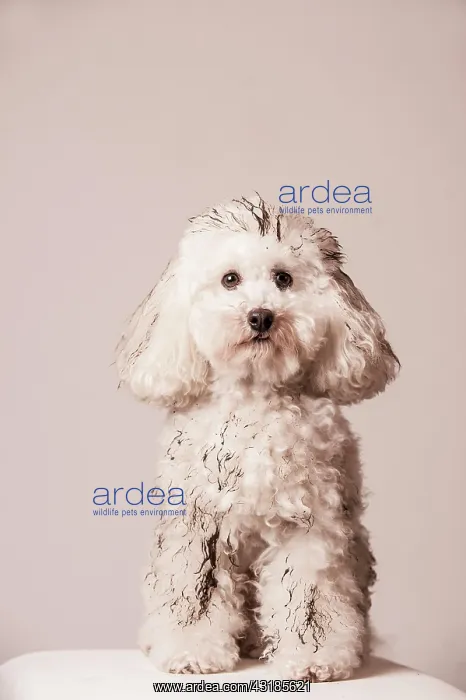 : Dirty toy poodle sitting : Dirty toy poodle sitting