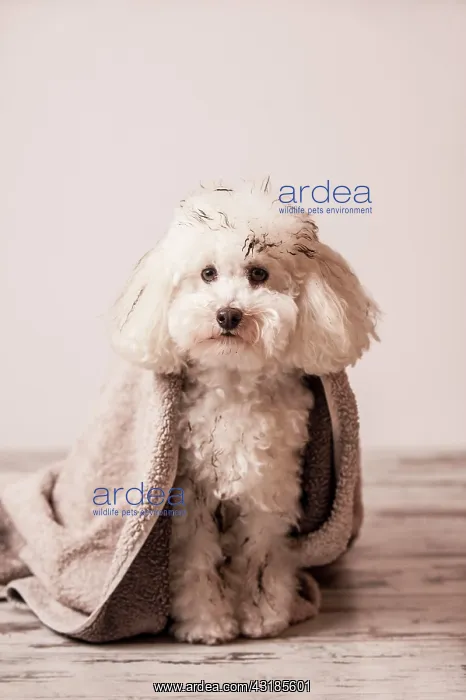 : Dirty toy poodle wrapped in a towel : Dirty toy poodle wrapped in a towel