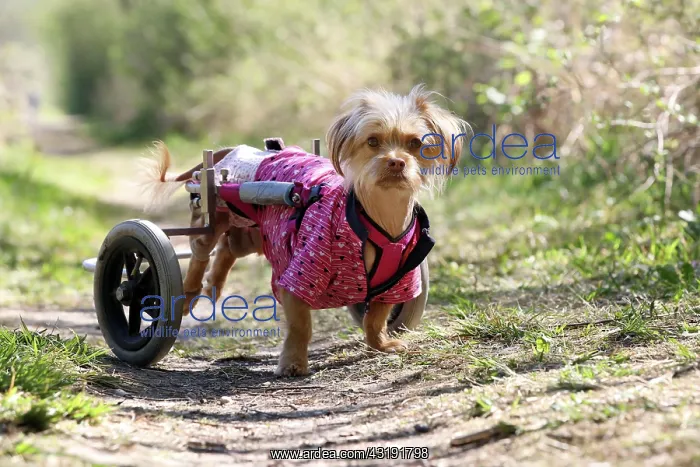 : Disabled dog with wheelchair, Germany, Europe : Disabled dog with wheelchair, Germany, Europe