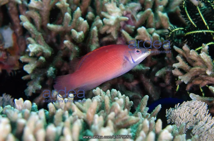: Disappearing Wrasse : Disappearing Wrasse
