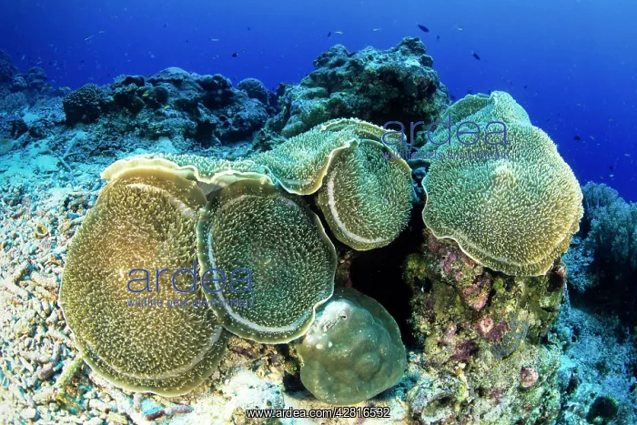 : Disc anemones, corallimorpharia, Amplexidiscus fenestrafer : Disc anemones, corallimorpharia, Amplexidiscus fenestrafer
