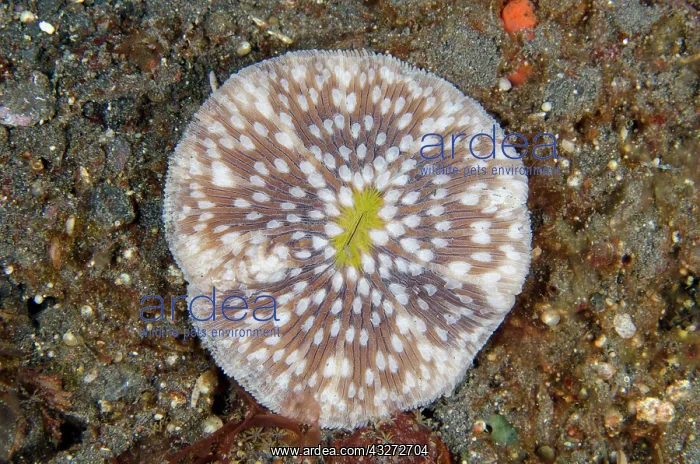 : Disc Coral - Kubu, Tulamben, Karangasem Regency, Bali, Indon : Disc Coral - Kubu, Tulamben, Karangasem Regency, Bali, Indon