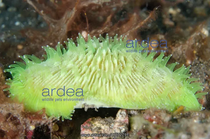 : Disc Coral with polyps - Kubu, Tulamben, Karangasem Regency : Disc Coral with polyps - Kubu, Tulamben, Karangasem Regency