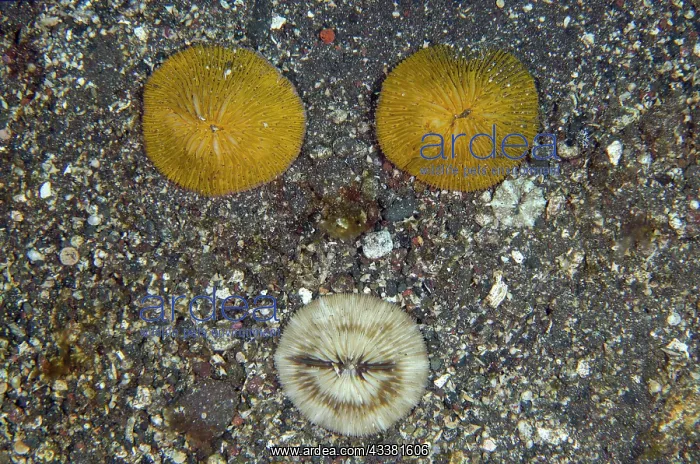 : Disc Corals - Sidem dive site, Tulamben, Karangasem : Disc Corals - Sidem dive site, Tulamben, Karangasem