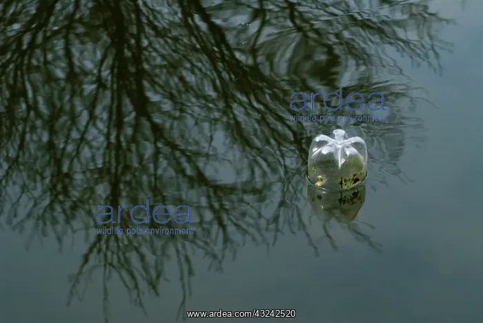 : Discarded bottle in water : Discarded bottle in water