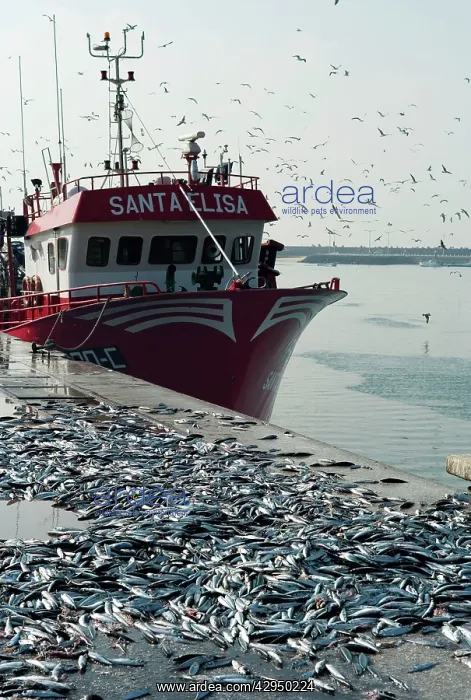 : Discarded mackerel at Peniche, Portugal : Discarded mackerel at Peniche, Portugal