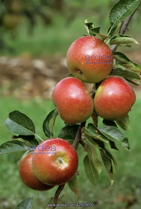  : Discovery Apple
