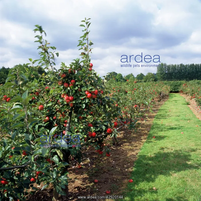 : Discovery apple orchard - fruit farm : Discovery apple orchard - fruit farm