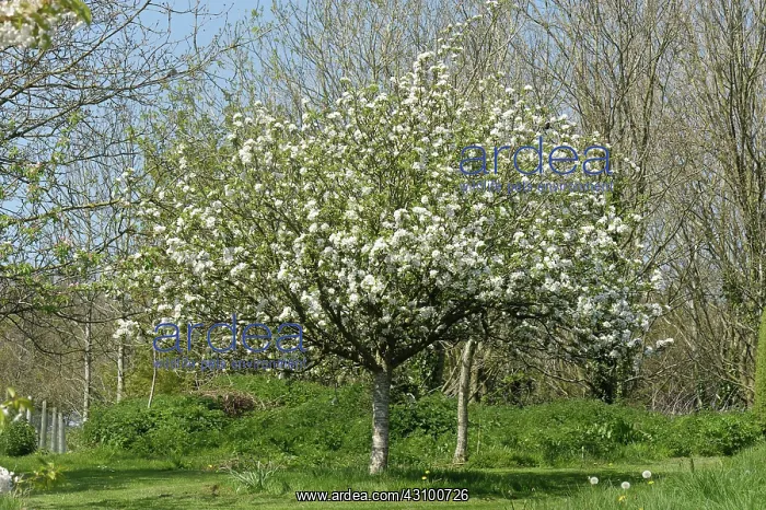 : Discovery Apple Tree in Flower : Discovery Apple Tree in Flower