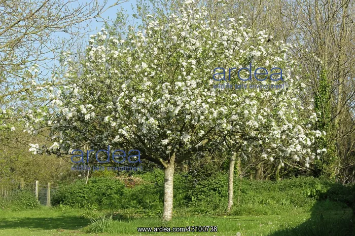 : Discovery Apple Tree in Flower : Discovery Apple Tree in Flower