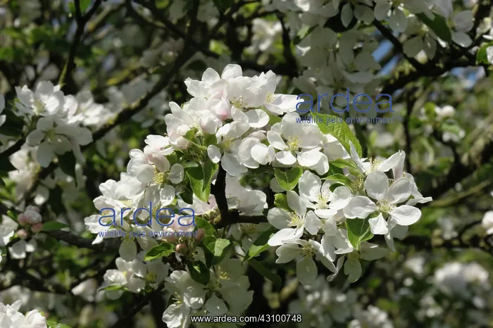 : Discovery Apple Tree in Flower : Discovery Apple Tree in Flower