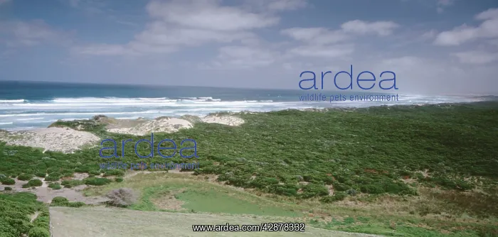 : Discovery Bay Coastal Park southwest Victoria : Discovery Bay Coastal Park southwest Victoria