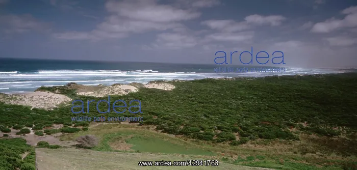 : Discovery Bay Coastal Park, southwestern Victoria, Australia : Discovery Bay Coastal Park, southwestern Victoria, Australia