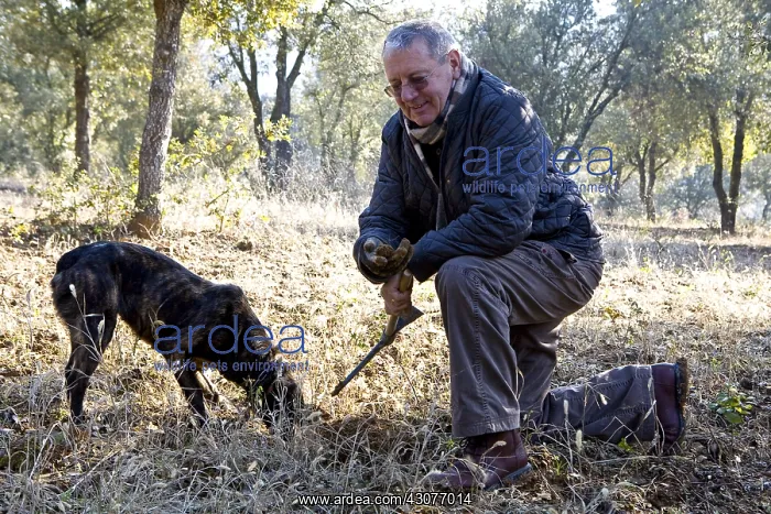 : Discovery of a Black Truffle with a truffle Dog Provence : Discovery of a Black Truffle with a truffle Dog Provence