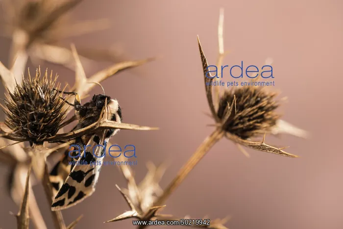 : Discrete chaperon (Cymbalophora pudica) perched on dry Eryngium sp. plant, Liguria, Italy : Discrete chaperon (Cymbalophora pudica) perched on dry Eryngium sp. plant, Liguria, Italy