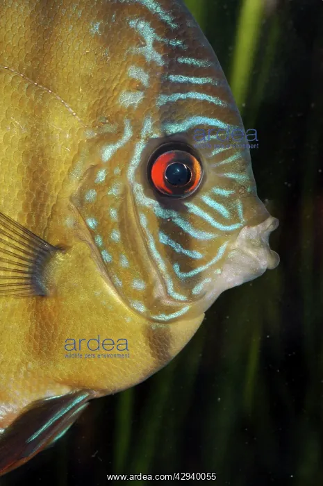 : Discus (Symphysodon). FW south America. aquarium fish : Discus (Symphysodon). FW south America. aquarium fish