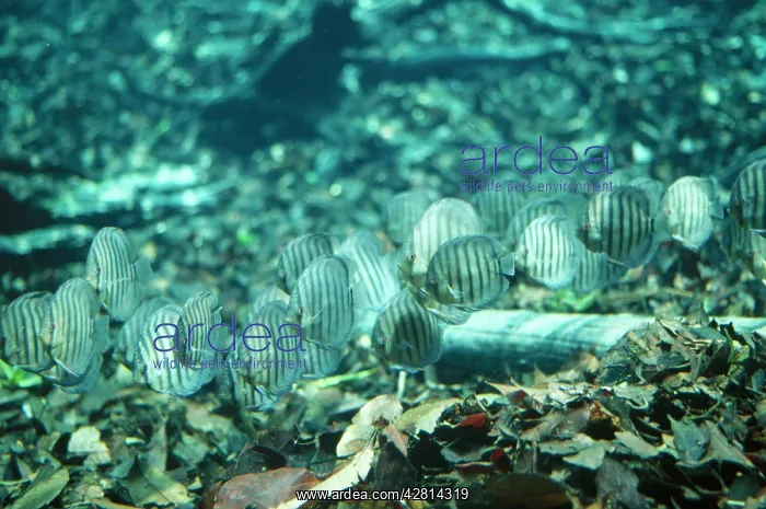 : Discus / Cichlid Fish - freshwater : Discus / Cichlid Fish - freshwater