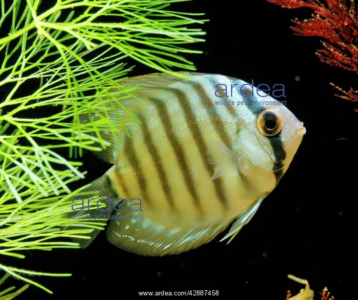 : Discus FISH : Discus FISH