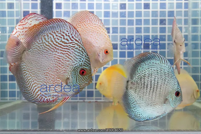 : Discus Fish at aquarium in pet shop : Discus Fish at aquarium in pet shop
