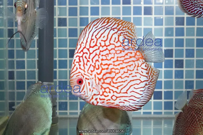 : Discus Fish at aquarium in pet shop : Discus Fish at aquarium in pet shop