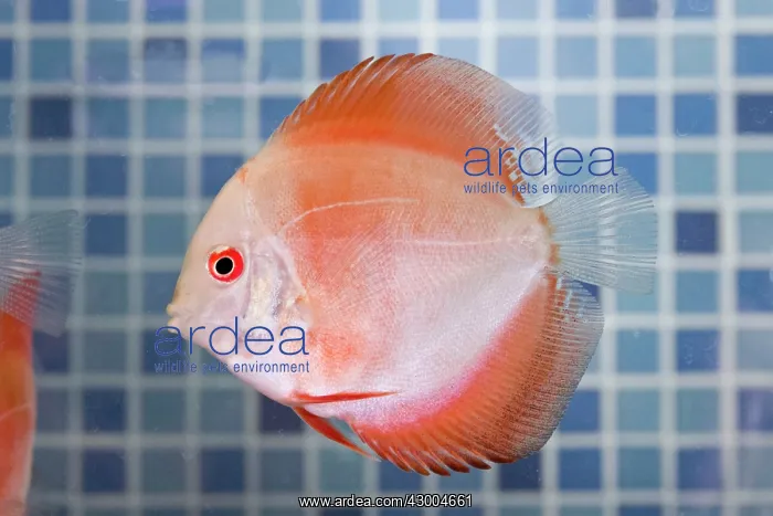 : Discus Fish at aquarium in pet shop : Discus Fish at aquarium in pet shop