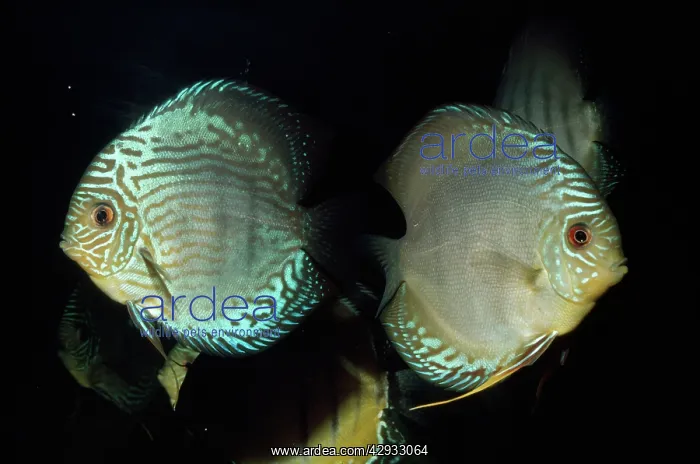 : DISCUS FISHES - CICHLIDAE : DISCUS FISHES - CICHLIDAE