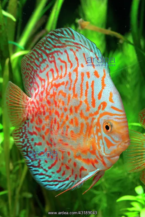 : Discus (Symphysodon aequifasciatus) red pigeon blood : Discus (Symphysodon aequifasciatus) red pigeon blood