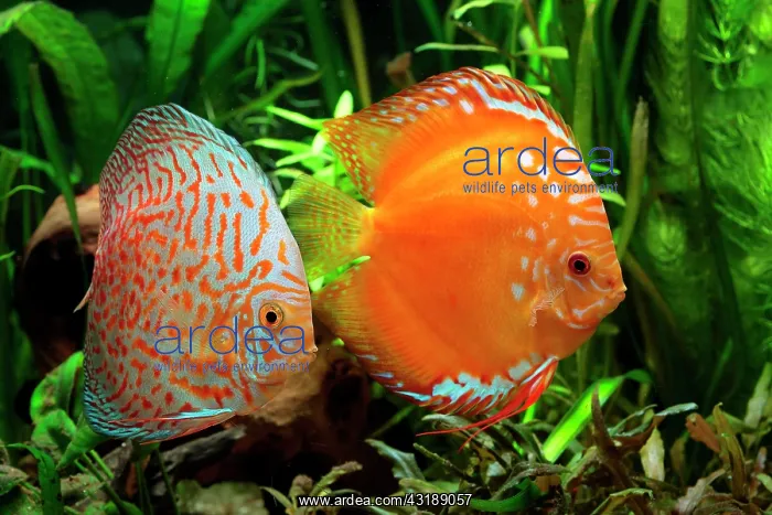 : Discus (Symphysodon aequifasciatus) red pigeon blood : Discus (Symphysodon aequifasciatus) red pigeon blood