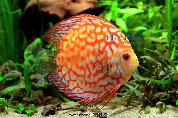 : Discus (Symphysodon aequifasciatus) red pigeon blood : Discus (Symphysodon aequifasciatus) red pigeon blood
