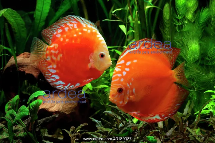 : Discus (Symphysodon aequifasciatus) red pigeon blood